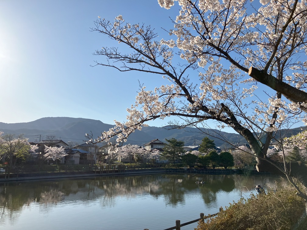 桜が咲きましたね(*^^*)