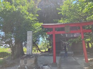 国見町　深山神社の大カヤ＆藤の花